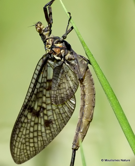Mayfly (Ephemera) sp.