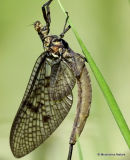 3 - Mayflies > bugs > Scorpion flies