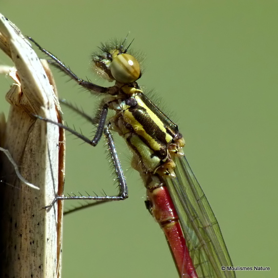 Large Red Damselfly (Pyrrhosoma nymphula) M-ten