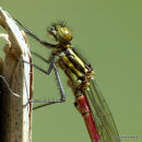 Large Red Damselfly (Pyrrhosoma nymphula) M-ten