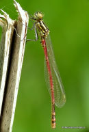 Large Red Damselfly (Pyrrhosoma nymphula) M-ten
