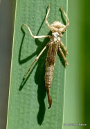 Large Red Damselfly (Pyrrhosoma nymphula)