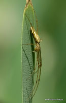 Striped Stretch Spider (Tetragnatha striata)
