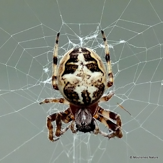 Garden Spider (Araneus diadematus)