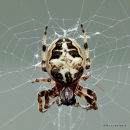 Garden Spider (Araneus diadematus)
