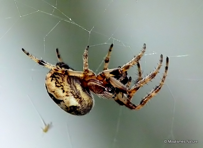 Garden Spider (Araneus diadematus)