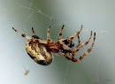 Garden Spider (Araneus diadematus)
