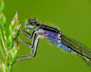 Blue-tailed Damselfly (Ischnura elegans) F-Imm