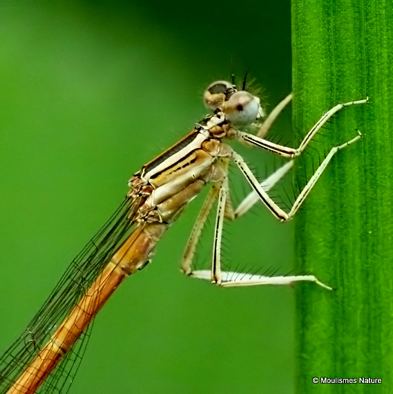 Orange White-legged Damselfly (Platycnemis acutipennis) M-ten