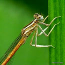 Orange White-legged Damselfly (Platycnemis acutipennis) M-ten