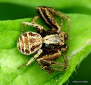 Crab spider (Xysticus audax)