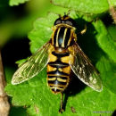 Helophilus pendulus (Common Tiger Hoverfly) F