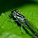 Azure Damselfly (Coenagrion puella) F