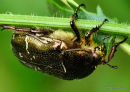 Rose chafer (Cetonia aurata)