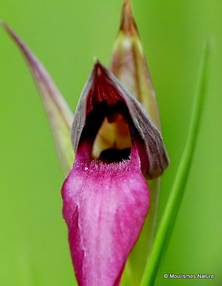 Tongue Orchid (Serapias lingua)