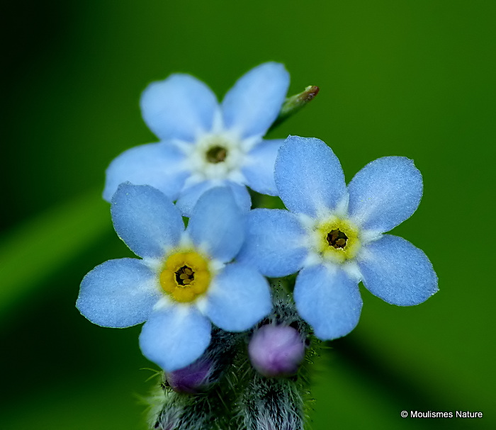 Myosotis sp, Forget-me-not sp.