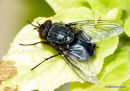 Calliphoridae fly sp.