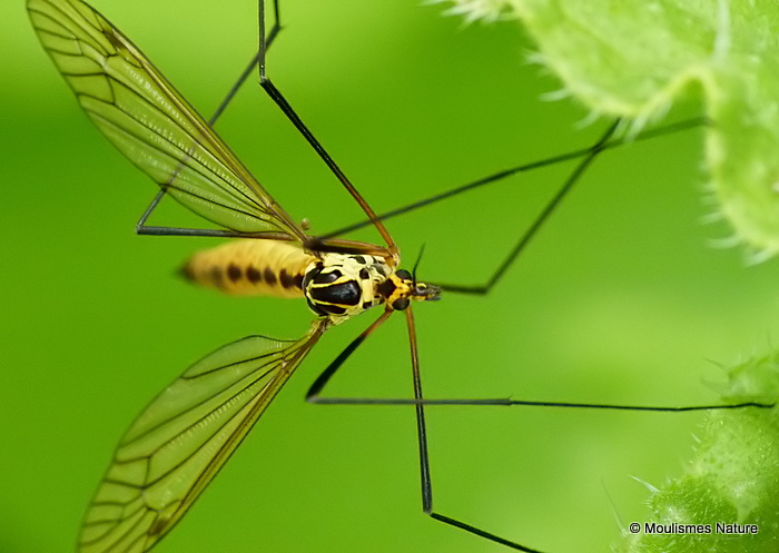 Spotted Crane Fly (Nephrotoma appendiculata)