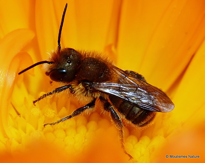 Unidentified bee sp.