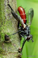 Tachinid fly sp. Cylindromyia bicolor