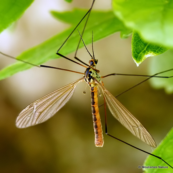 Spotted Crane Fly (Nephrotoma appendiculata)
