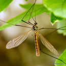 Spotted Crane Fly (Nephrotoma appendiculata)