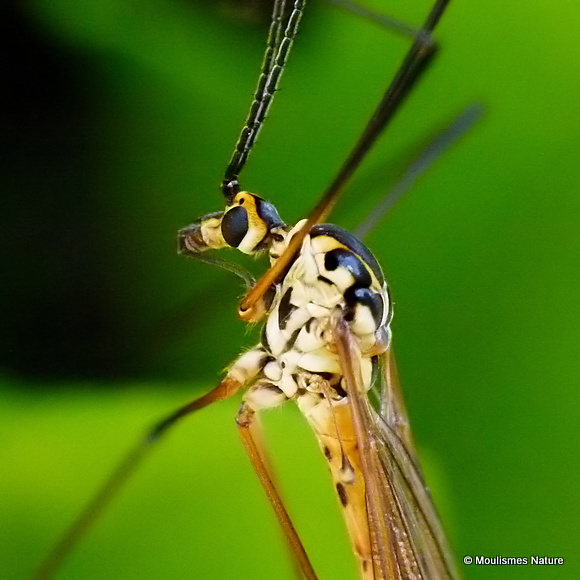 Spotted Crane Fly (Nephrotoma appendiculata)