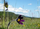Cevennes Pasque Flower (Pulsatilla rubra subsp. rubra)