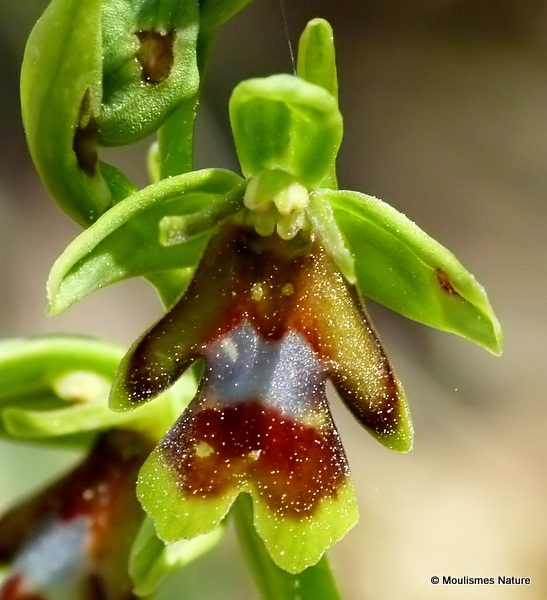 Aymonin's Orchid (Ophrys aymoninii)