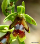 Aymonin's Orchid (Ophrys aymoninii)