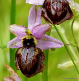 Aveyron orchid (Ophrys aveyronensis)