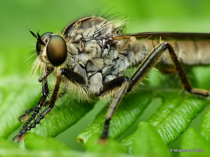 Robber fly (Asilidae), Machimus sp.