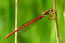 Small Red Damselfly (Ceriagrion tenellum) M
