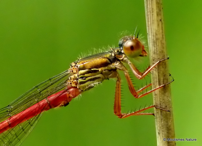 Small Red Damselfly (Ceriagrion tenellum) M