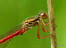 Small Red Damselfly (Ceriagrion tenellum) M