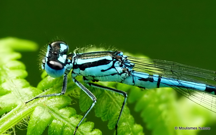 Azure Damselfly (Coenagrion puella) M, Agrion jouvencelle
