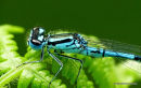 Azure Damselfly (Coenagrion puella) M, Agrion jouvencelle
