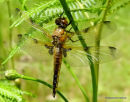 Four-spotted Chaser (Libellula quadrimaculata) F-ten
