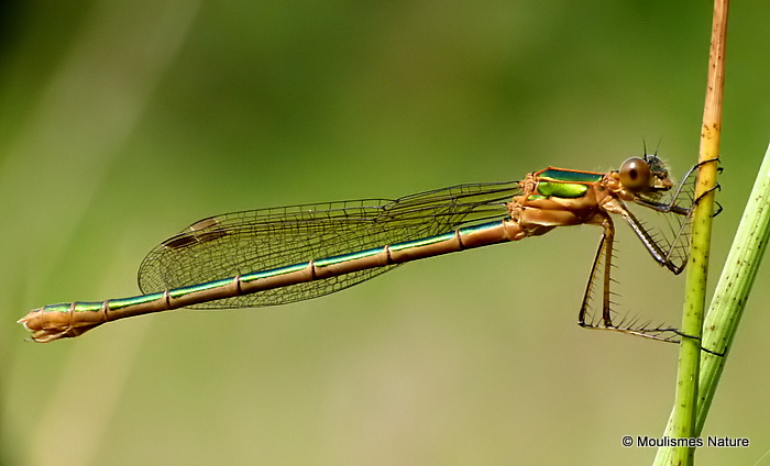 Common Emerald (Lestes sponsa) F-Imm