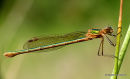 Common Emerald (Lestes sponsa) F-Imm