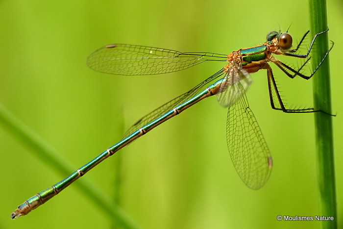 Common Emerald (Lestes sponsa) M-imm