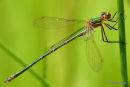 Common Emerald (Lestes sponsa) M-imm