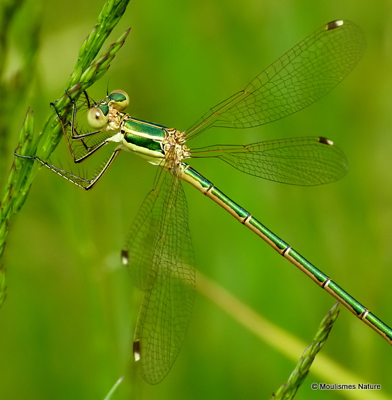 Southern Emerald (Lestes barbarus) F