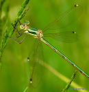 Southern Emerald (Lestes barbarus) F