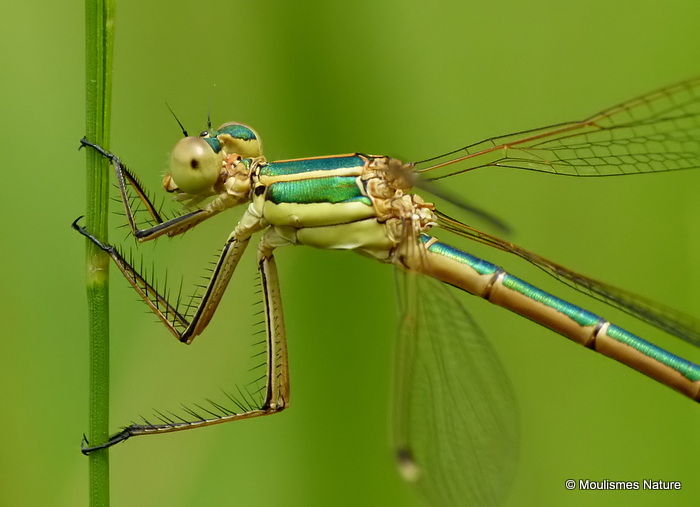 Southern Emerald (Lestes barbarus) F