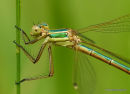 Southern Emerald (Lestes barbarus) F