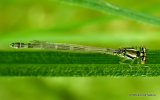 Dainty Damselfly (Coenagrion scitulum) F-ten