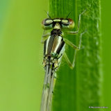 Dainty Damselfly (Coenagrion scitulum) F-ten