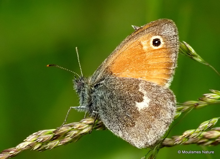 Small Heath (Coenonympha pamphilus)