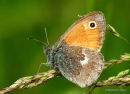 Small Heath (Coenonympha pamphilus)